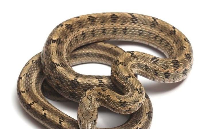 九母蛇长什么样