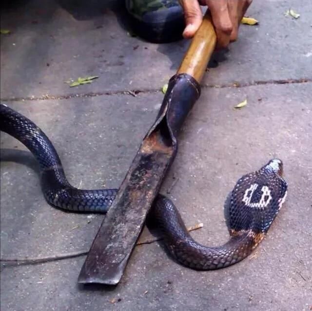 蛇长什么样，民间说的菜蛇长什么样？图5