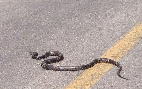 蛇长什么样，民间说的菜蛇长什么样？图3