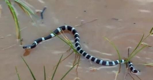 蛇长什么样，民间说的菜蛇长什么样？图6