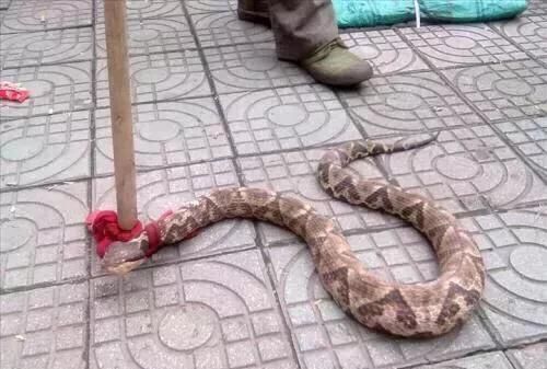 蛇长什么样，民间说的菜蛇长什么样？图4