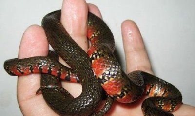 ​蛇长什么样，民间说的菜蛇长什么样？