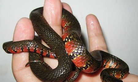 民间说的菜蛇长什么样