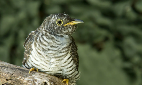 毛虫的天敌是什么动物,毛虫的天敌图2