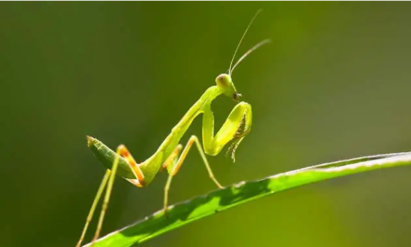 毛虫的天敌是什么动物,毛虫的天敌图3
