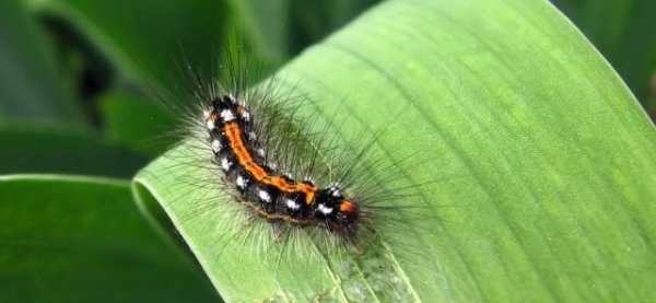 毛虫的天敌是什么动物,毛虫的天敌图8