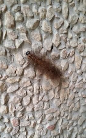 谁是毛虫的天敌