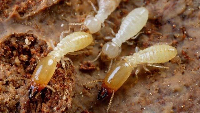 问家里的木家具蛀白蚁怎样才能根除白蚁有哪些方面