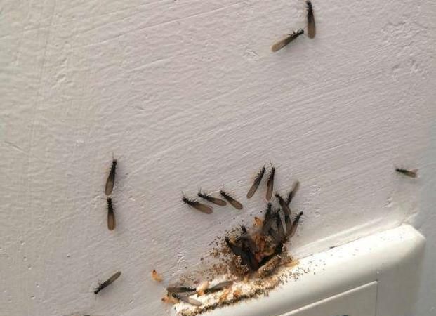 家里出现白蚁是不是永远也灭不完