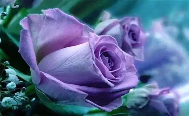 粉紫色玫瑰的花语是什么