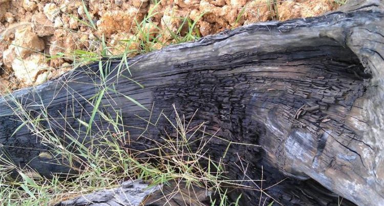 假的阴沉木乌木是什么做的,真假阴沉木乌木区分