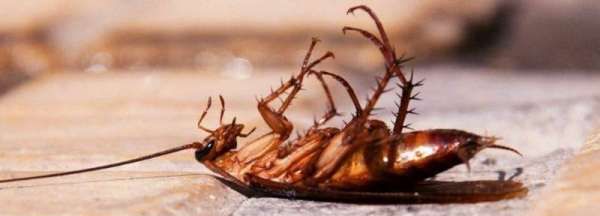 消毒水能杀蟑螂,84可以杀死蟑螂吗图2