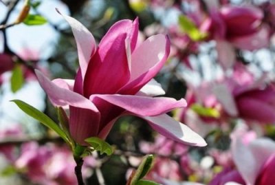 ​玉兰花是什么颜色，玉兰花的花心是什么颜色？