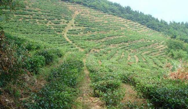 一平方公里是多少亩