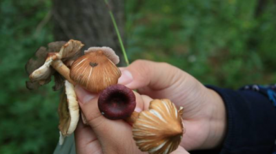 ​采蘑菇手上的污渍如何去除,长春去哪采蘑菇