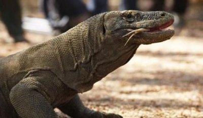 ​冷血动物有哪些，冷血动物都有哪些？