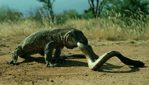 冷血动物和温血动物哪个高级