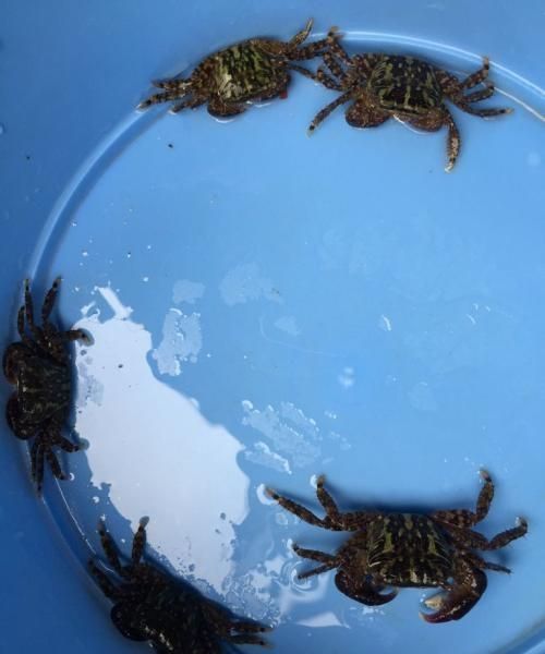 买来的活螃蟹放在水里养没事吧