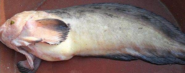 海兔子学名叫什么,海兔子学名叫什么鱼图4