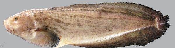 海兔子学名叫什么,海兔子学名叫什么鱼图5