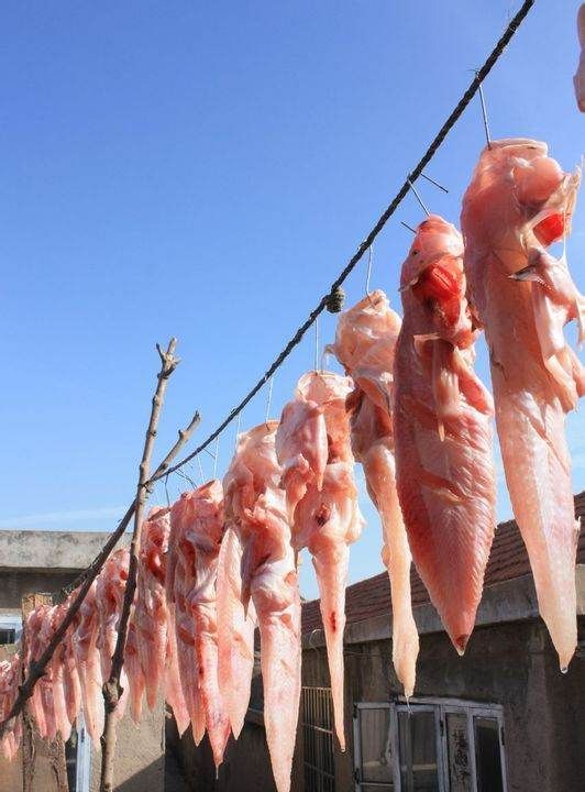 海兔子学名叫什么,海兔子学名叫什么鱼图6