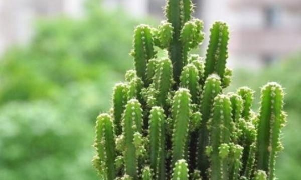 四川话“仙人板板”是什么意思