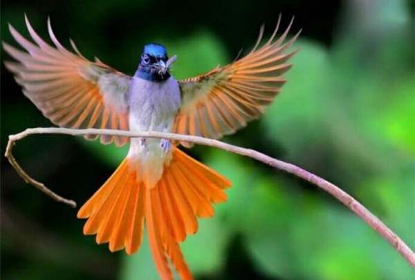 羽字取名的寓意是什么,羽在名字里的寓意是什么羽字结尾的女孩取名推荐图5