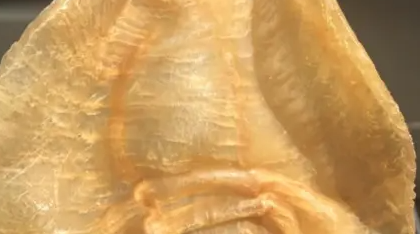 花胶产地,中国鱼胶十大排名关图2