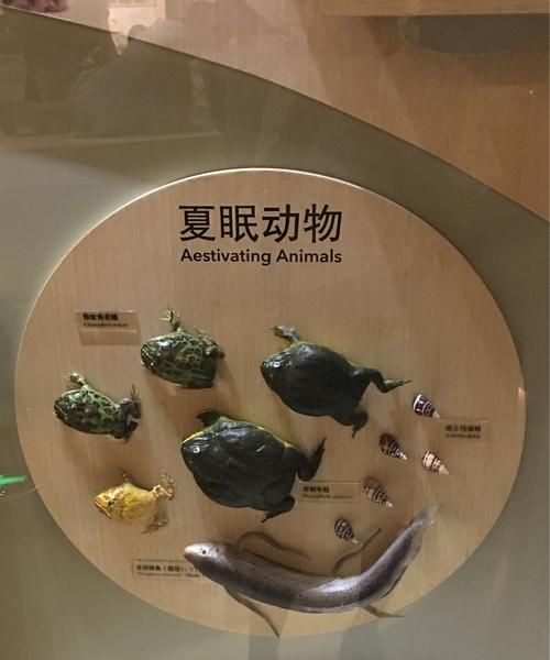 夏眠的动物有哪些