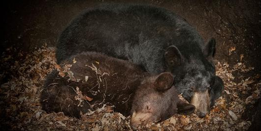 夏眠动物有哪些动物,哪些动物夏眠图4