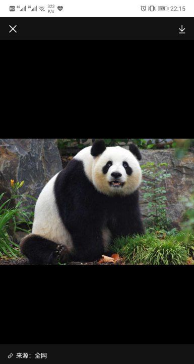 熊猫的生活习性,熊猫生活习性是什么图1