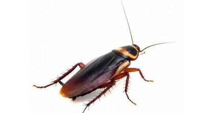 蟑螂死了会招来蟑螂,蟑螂死了会招来蟑螂吗图3