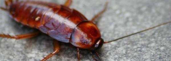 蟑螂死了会招来蟑螂,蟑螂死了会招来蟑螂吗图8