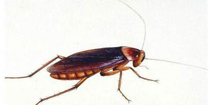 蟑螂死了会招来蟑螂,蟑螂死了会招来蟑螂吗图5