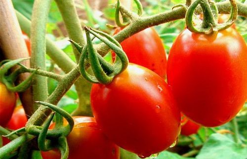 紫玉圣女果是转基因吗