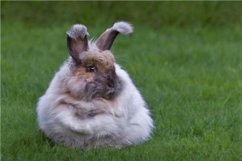 香蕉皮能吃吗，香蕉皮能去蟑螂吗？图4