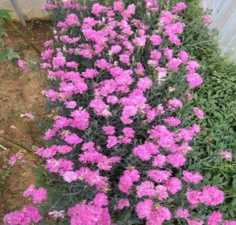 石竹花花语和寓意表:花语大全:石竹梅花语是什么