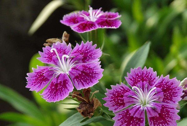 石竹花花语和寓意表,石竹花花语是什么图3