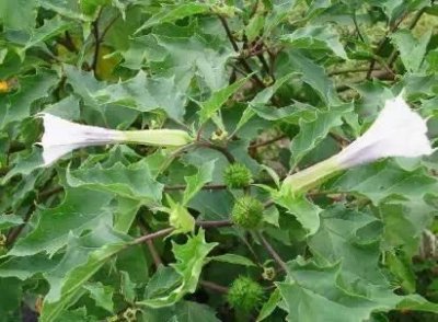 ​婆婆指甲菜的功效与作用(婆婆指甲菜能吃吗)