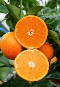 ​沃柑有什么营养价值，沃柑和橙子哪个营养价值更高？