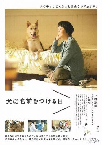 德国牧羊犬电影有哪些(德国牧羊犬电影有那些(7个))-第3张图片-