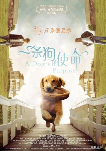 德国牧羊犬电影有哪些(德国牧羊犬电影有那些(7个))-第5张图片-