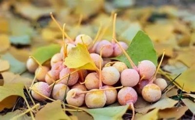 ​银杏属于什么种类水果答案是什么(银杏树果实能吃吗?怎样吃法)