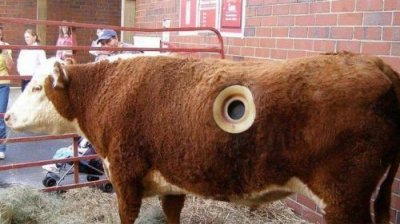 ​牛有几个胃,都有什么作用(牛有几个胃分别叫毛肚百叶)