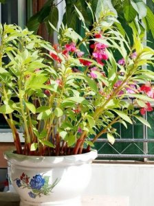 ​有一种染指甲的花叫什么名字(新疆染指甲的花叫什么名字)