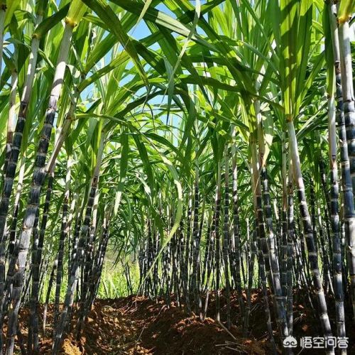 致富新项目(致富新项目农村)-第3张图片-