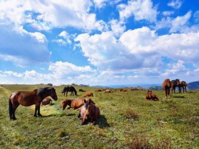 ​涞源空中草原风景区门票多少钱(涞源空中草原风景区)