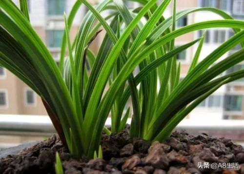 蕙兰瑜伽高级第十六集(蕙兰瑜伽高级62集)-第2张图片-