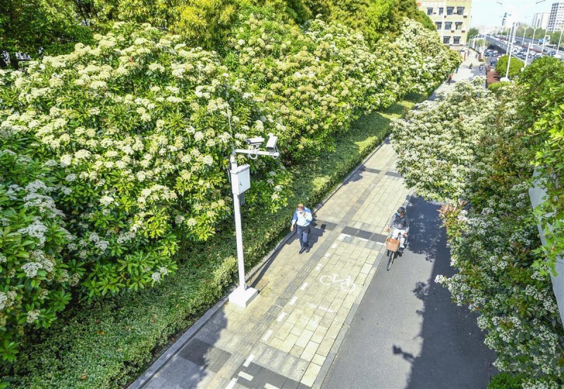 石棉花是什么味道(石楠花的味道像什么)