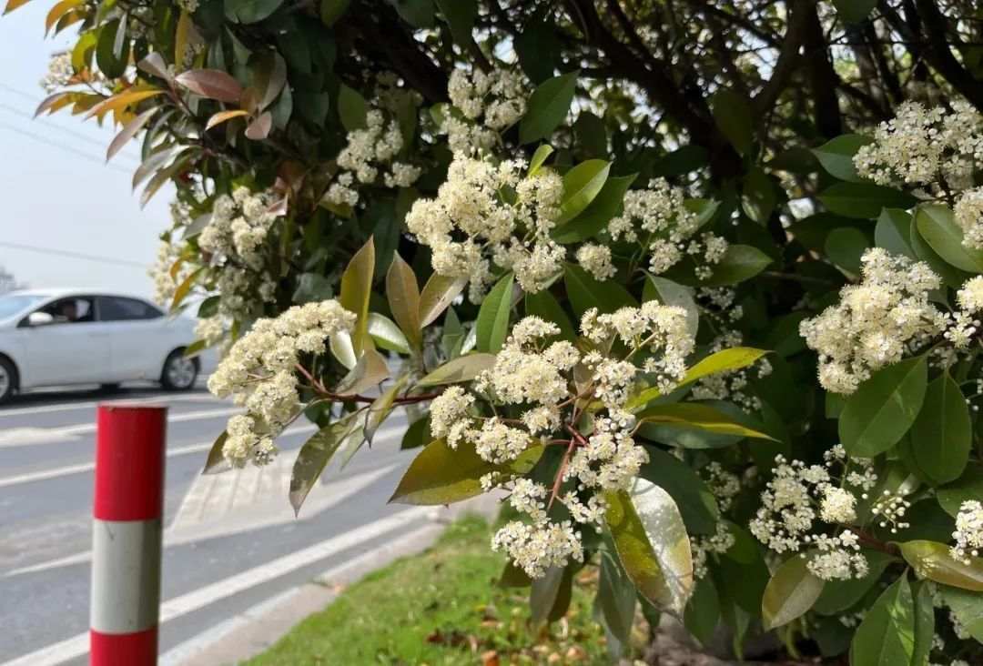石棉花是什么味道(石楠花的味道像什么)